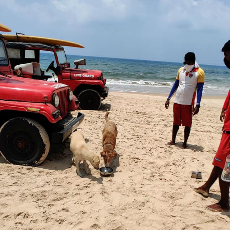 Helping Dogs on Cars During COVID-19 Lockdown